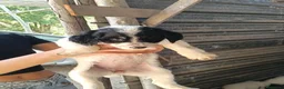 Meticcio cani in regalo: Xena, taglia grande! (2mesi) - Annuncio 2