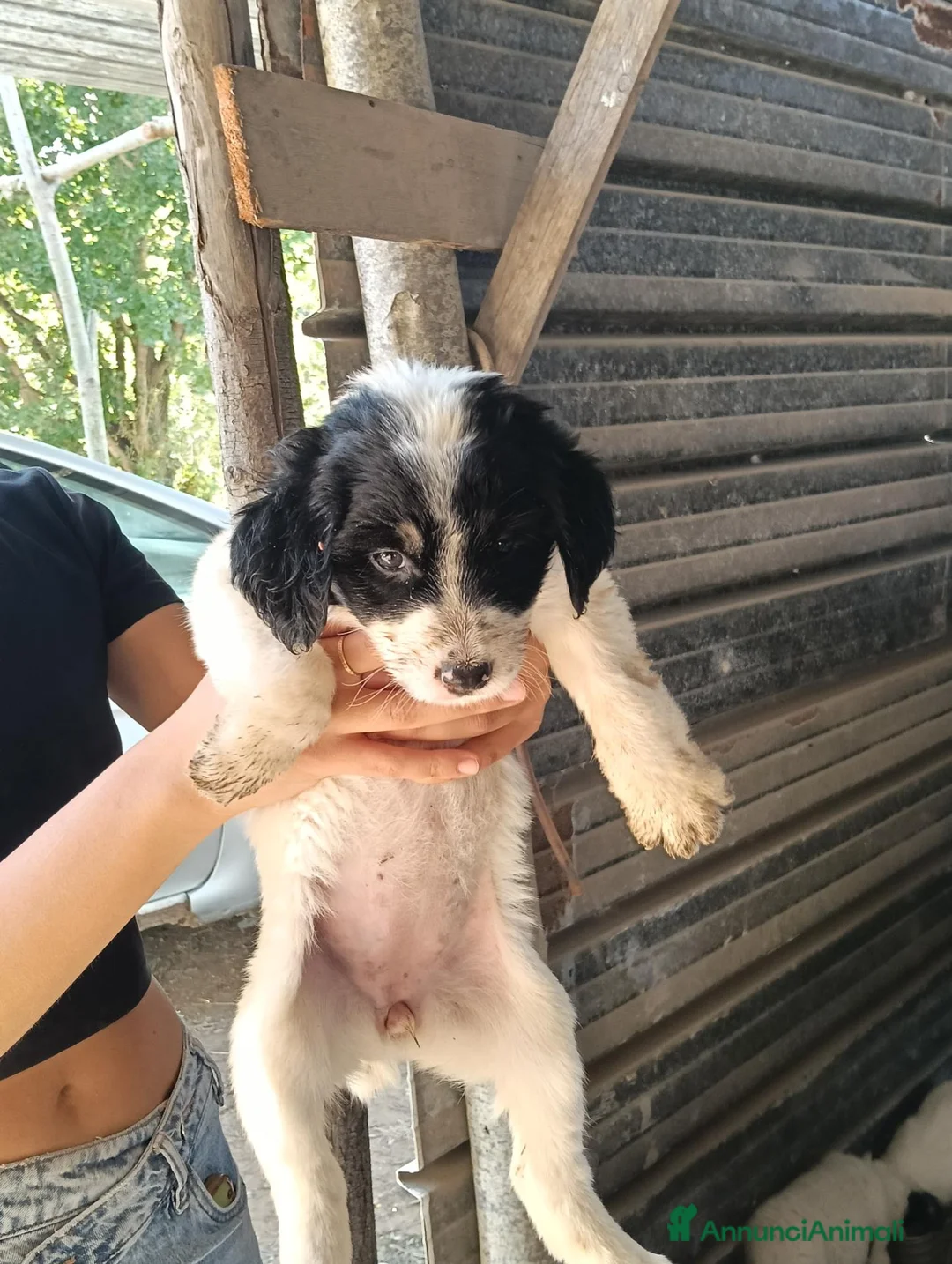 Meticcio cani in regalo: Xena, taglia grande! (2mesi) - Annuncio 2