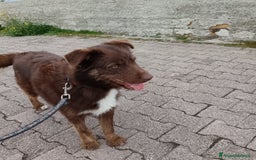 Meticcio cani in regalo: Ciro 2anni pelo fulvo occhi chiari MESSINA SOS a Città metropolitana di Milano - Immagine 3