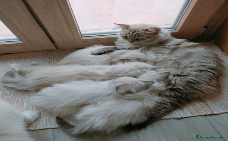 Siberiano gatti - Annuncio 5