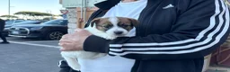 Jack Russell cani in vendita: Cuccioli jack russell pedigree - Annuncio 2