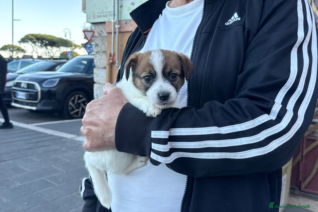 Jack Russell cani in vendita: Cuccioli jack russell pedigree - Annuncio 2