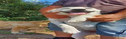 Meticcio cani in regalo: Mix pastorini sui 5mesi IN PERICOLO!!SOS CAGLIARI - Annuncio 8