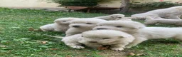 Pastore Abbruzzese Maremmano cani in vendita: Vendita cucciolo Pastore Maremmano  - Annuncio 4