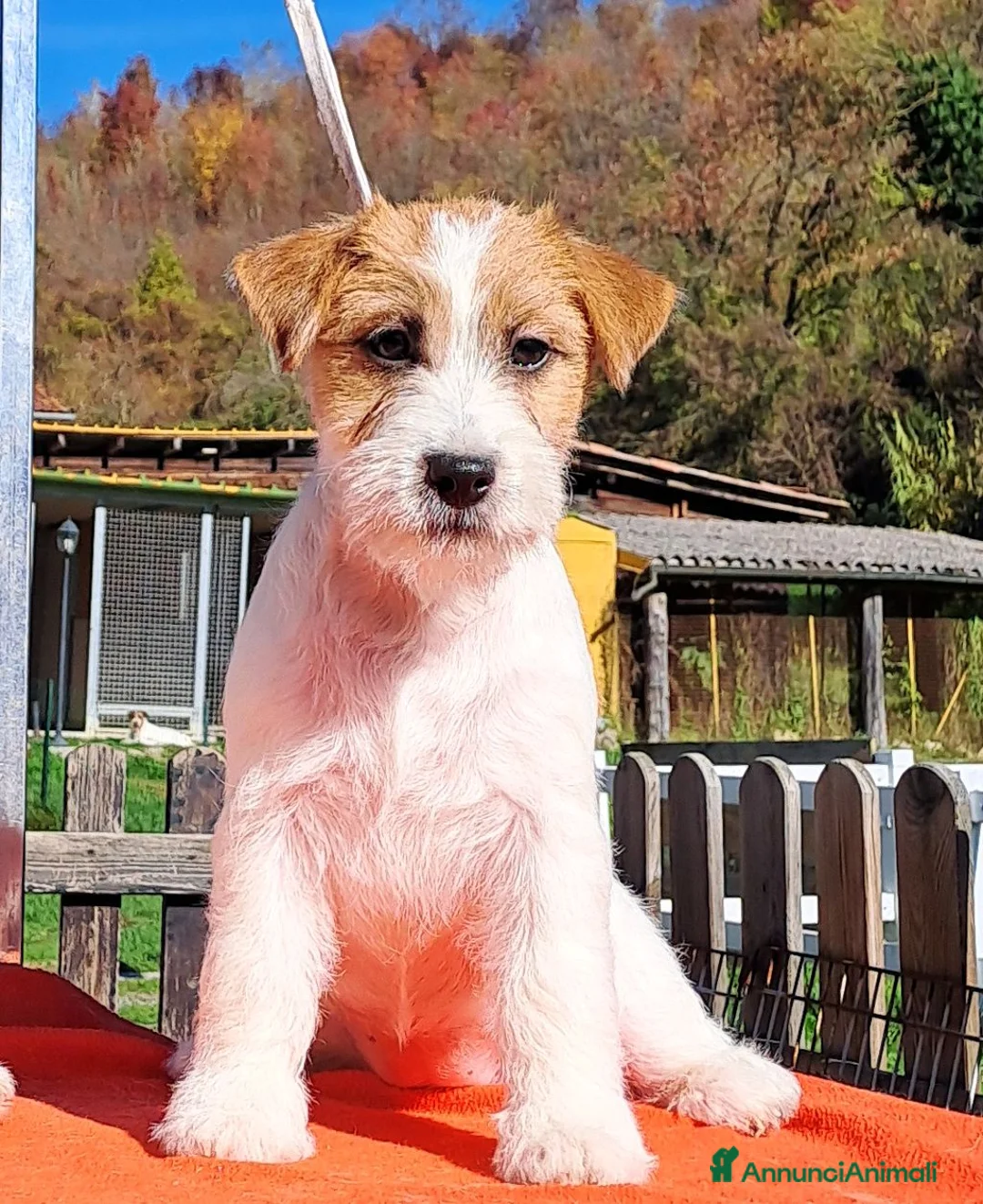 Jack Russell cani in vendita: Cucciol0 Jack ruvid0 - Annuncio 30