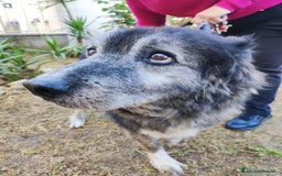 Meticcio cani in regalo: TINO  a Provincia di Avellino - Immagine 3