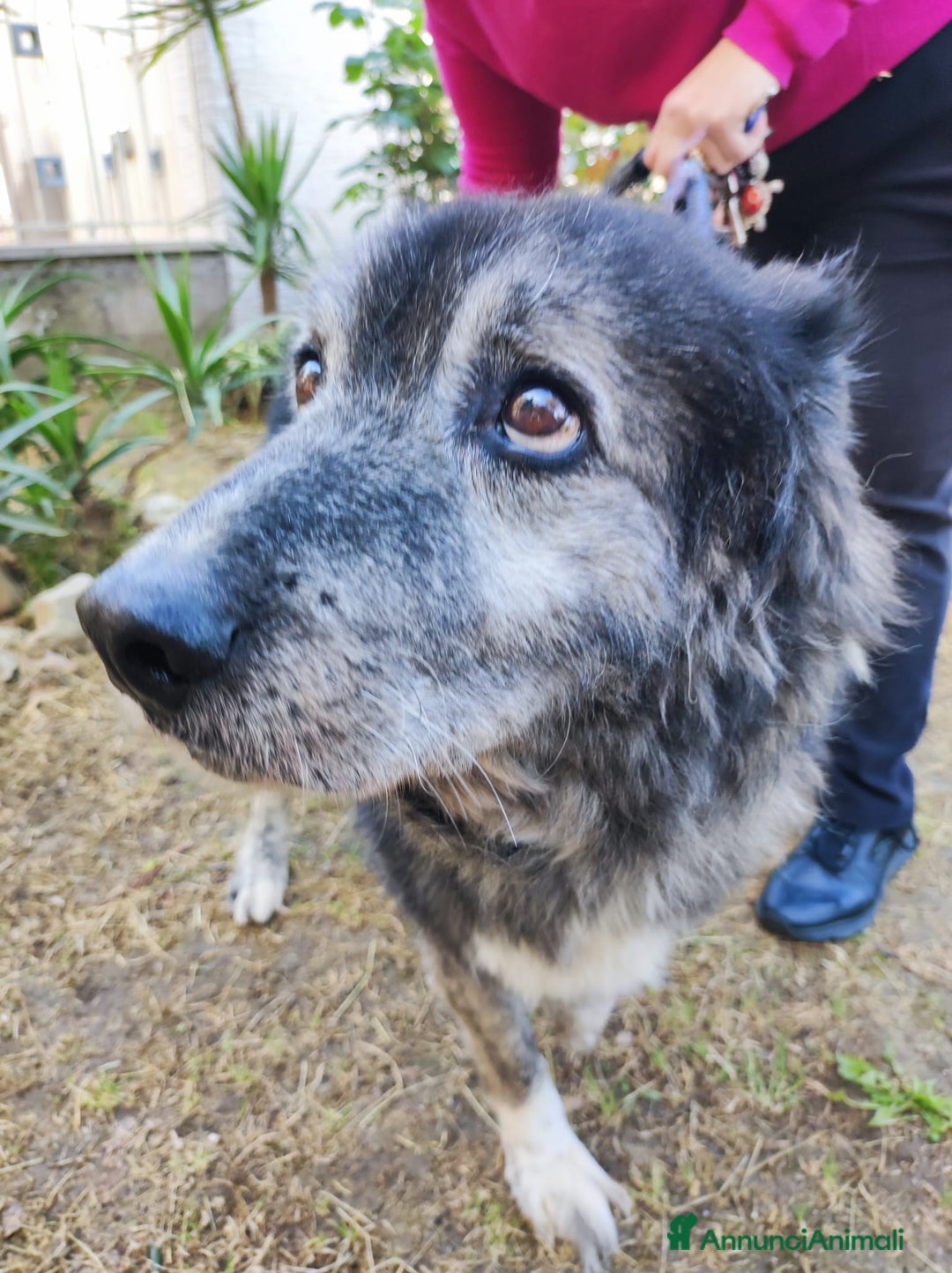 Meticcio cani in regalo: TINO  a Provincia di Avellino - Immagine 3