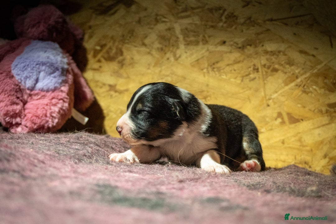 Australian Shepherd cani in vendita: Australian Shepherd  - Annuncio 23