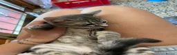 Meticcio gatti in vendita: Gattino grigio  - Annuncio 5