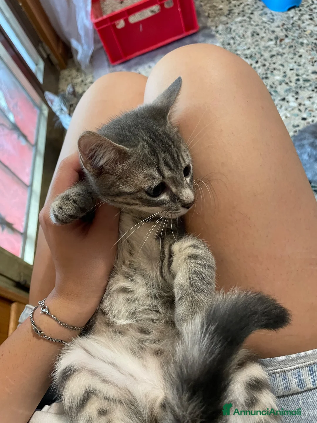 Meticcio gatti in vendita: Gattino grigio  - Annuncio 5