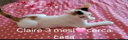 Meticcio gatti in regalo: GATTINI MERAVIGLIOSI  - Annuncio 6