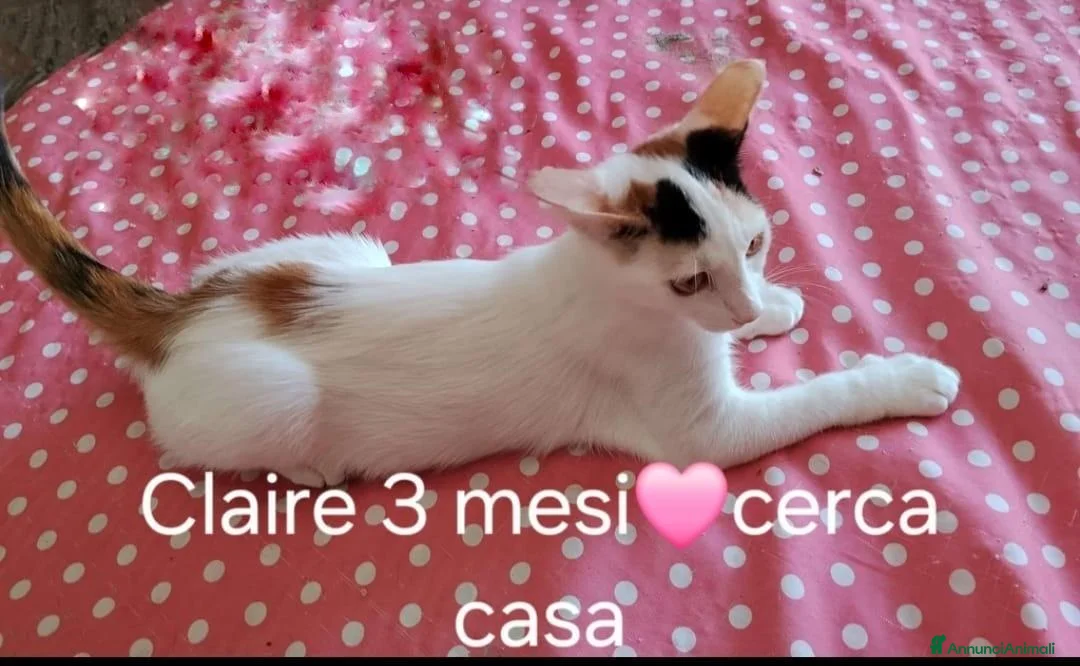 Meticcio gatti in regalo: GATTINI MERAVIGLIOSI  - Annuncio 6