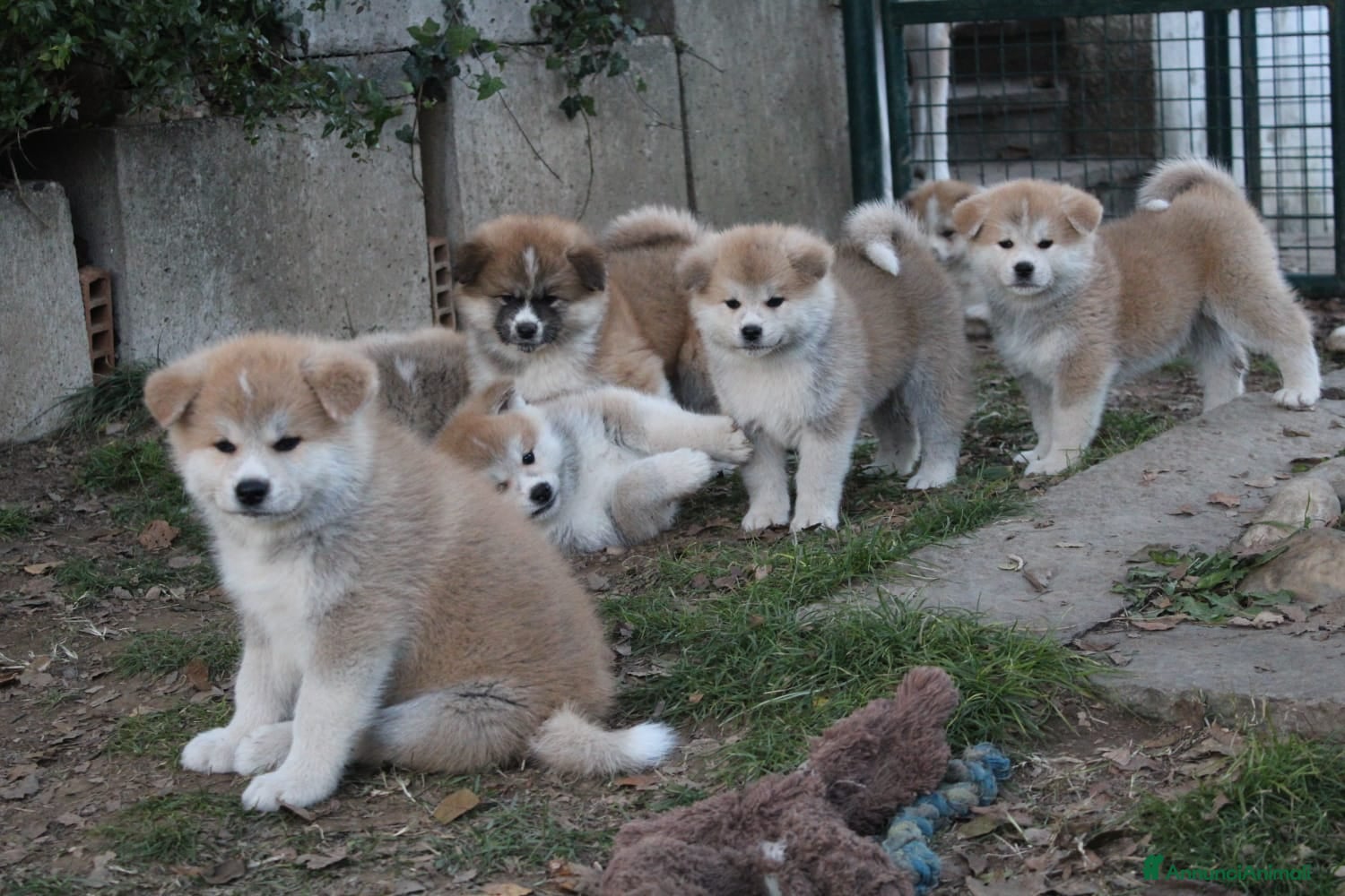 Akita Inu cani Cuccioli di AKITA LOMBARDIA  - Annuncio 2