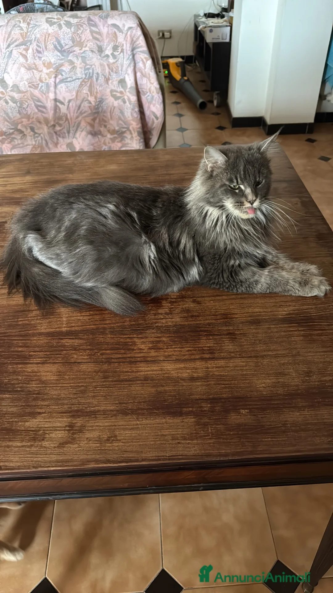 Maine Coon gatti in vendita: Maine Coon - Annuncio 1