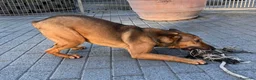 Meticcio cani in regalo: ULISSE LUPETTO - Annuncio 12