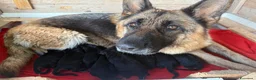 Pastore Tedesco cani in vendita: Cuccioli di Pastore Tedesco - Annuncio 2