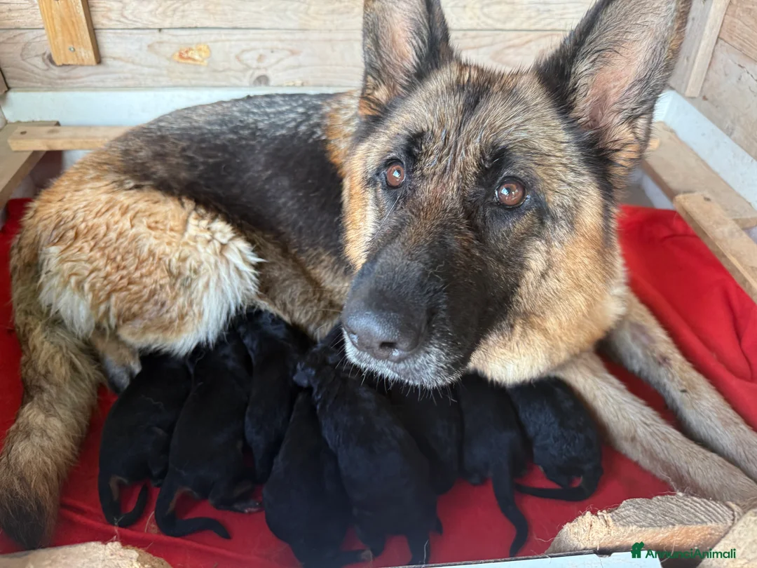 Pastore Tedesco cani in vendita: Cuccioli di Pastore Tedesco - Annuncio 2
