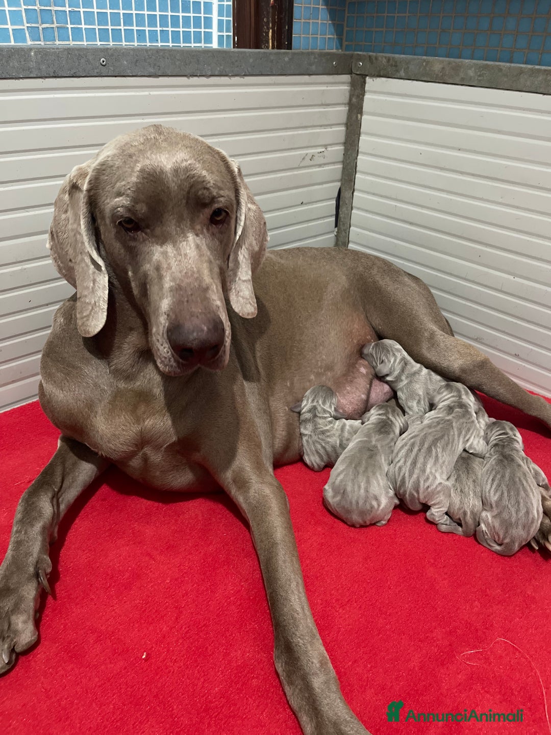 Weimaraner cani in vendita: Weimaraner cuccioli pubblicità‘ segugio  - Annuncio 7