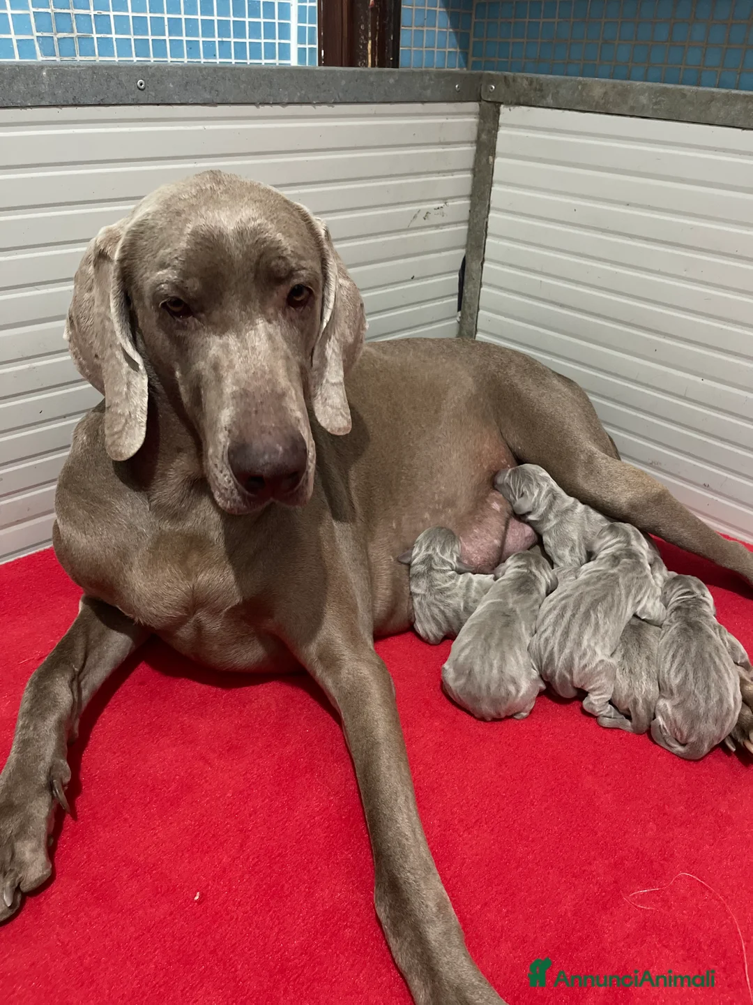 Weimaraner cani in vendita: Weimaraner cuccioli pubblicità‘ segugio  - Annuncio 7