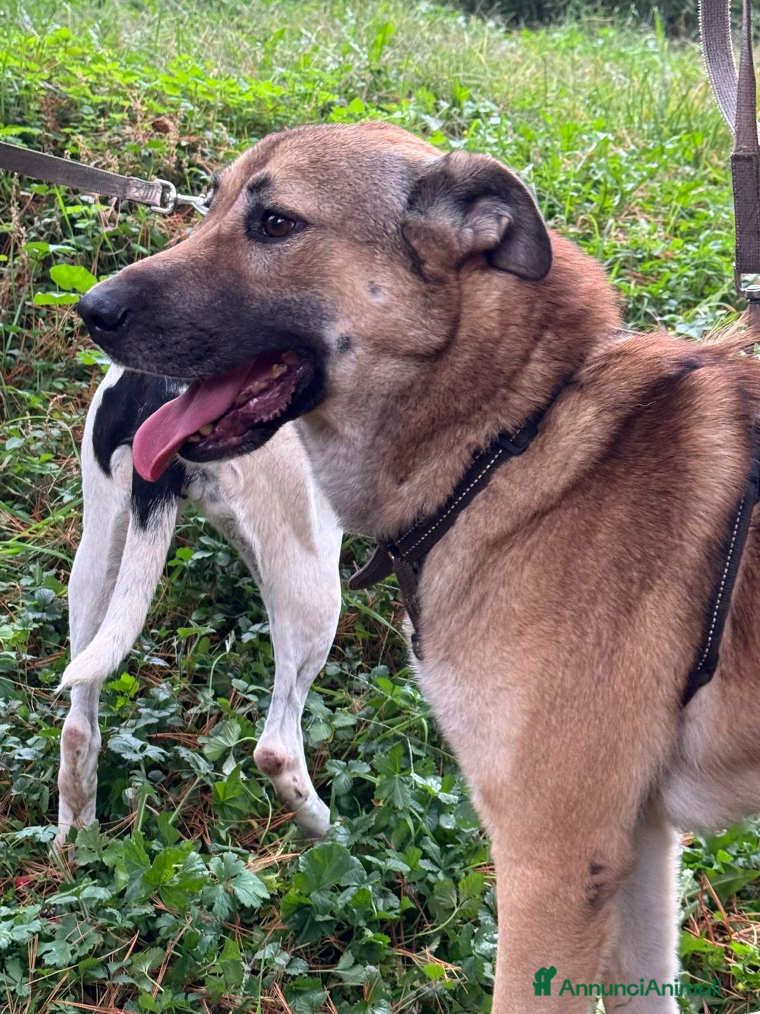 Meticcio cani in regalo: Splendido meticcio - Whisky - Annuncio 9