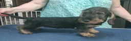 Bassotto cani in vendita: cuccioli bassotto tedesco a pelo duro - Annuncio 4