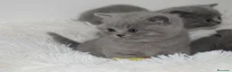 British gatti in vendita: BRITISH Shorthair BLU - Annuncio 6