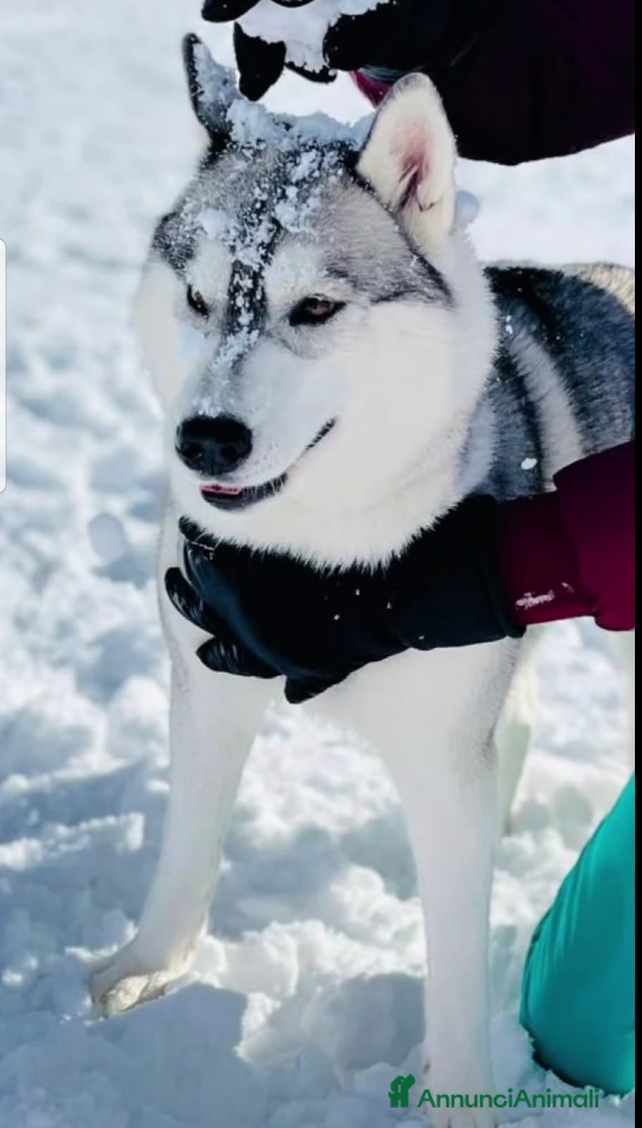 Husky cani cuccioli Siberian Husky con pedigree enci - Annuncio 3