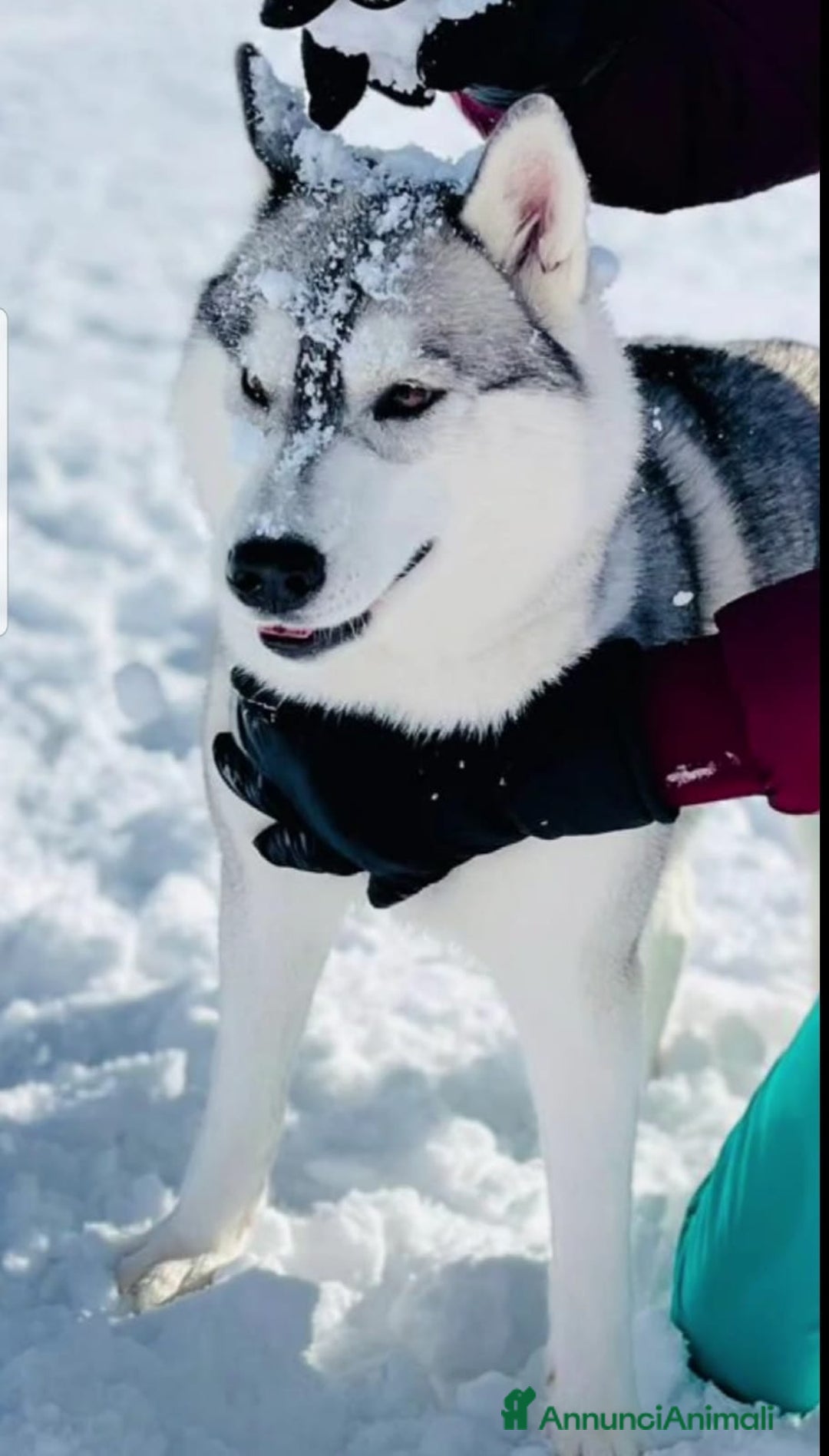 Husky cani in vendita: cuccioli Siberian Husky con pedigree enci - Annuncio 1