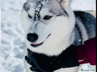 Husky cani cuccioli Siberian Husky con pedigree enci - Annuncio 29