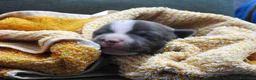 Staffordshire cani in vendita: Staffordshire bull terrier staffy a Provincia di Frosinone - Annuncio 11