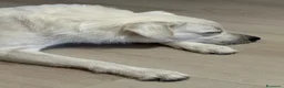 Meticcio cani in regalo: Taralluccio a Città metropolitana di Milano - Annuncio 6