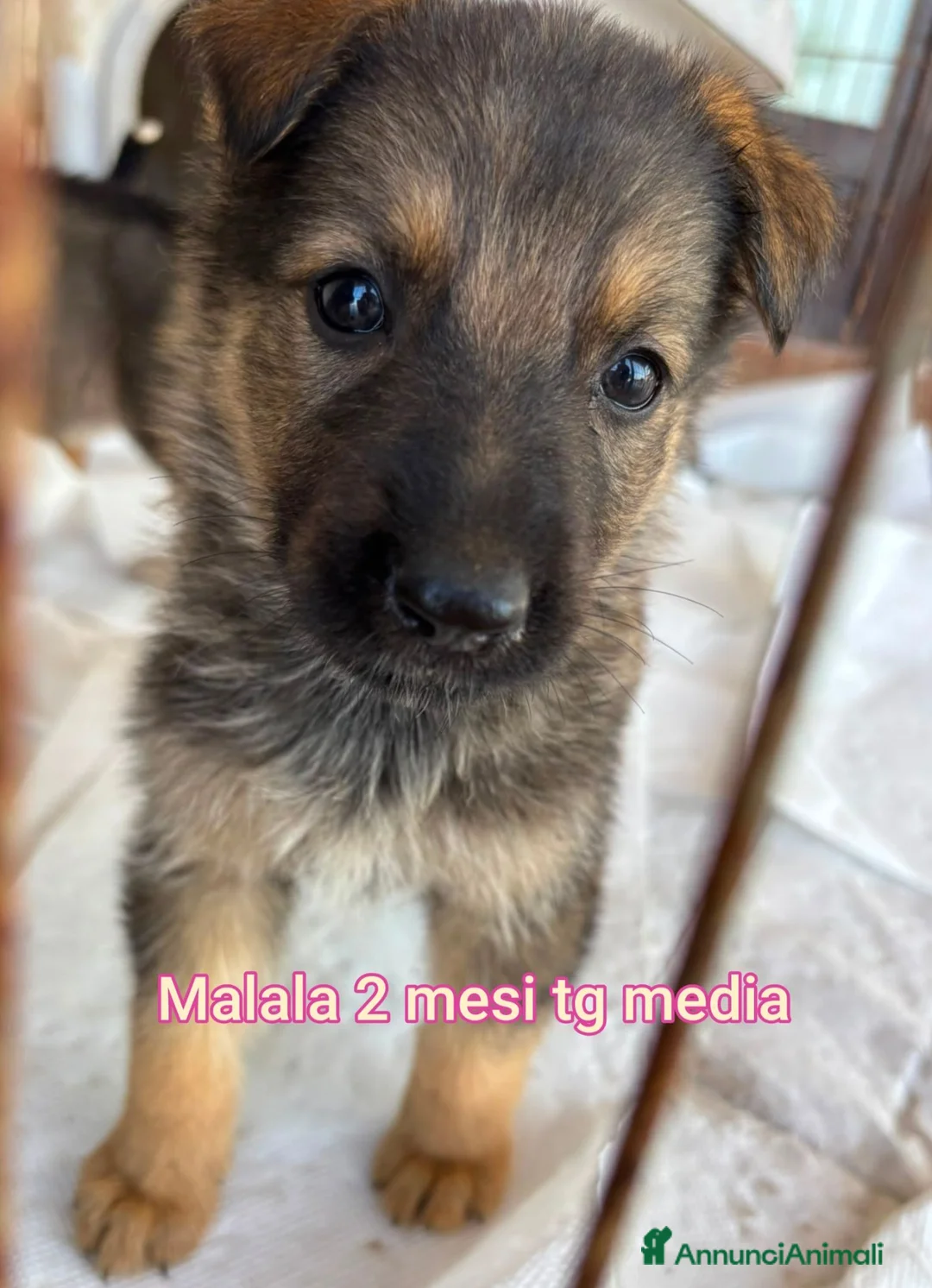 Meticcio cani in regalo: CUCCIOLI ABBANDONATI: EMERGENZA  a Città metropolitana di Milano - Annuncio 12