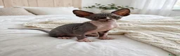 Sphynx gatti in vendita: sphynx - Annuncio 7
