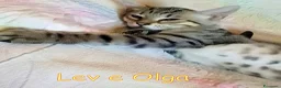 Europeo gatti in regalo: Vi presentiamo #Lev e #Olga. - Annuncio 3