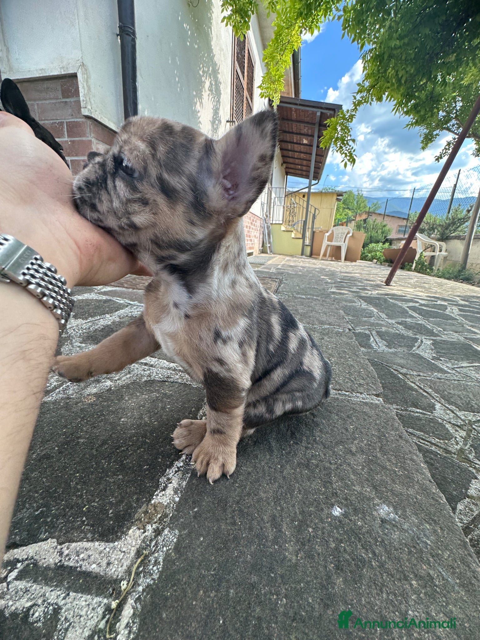 Bulldog Francese cani in vendita: bulldog francese blue occhi celesti, merlè, 2 nere - Annuncio 21