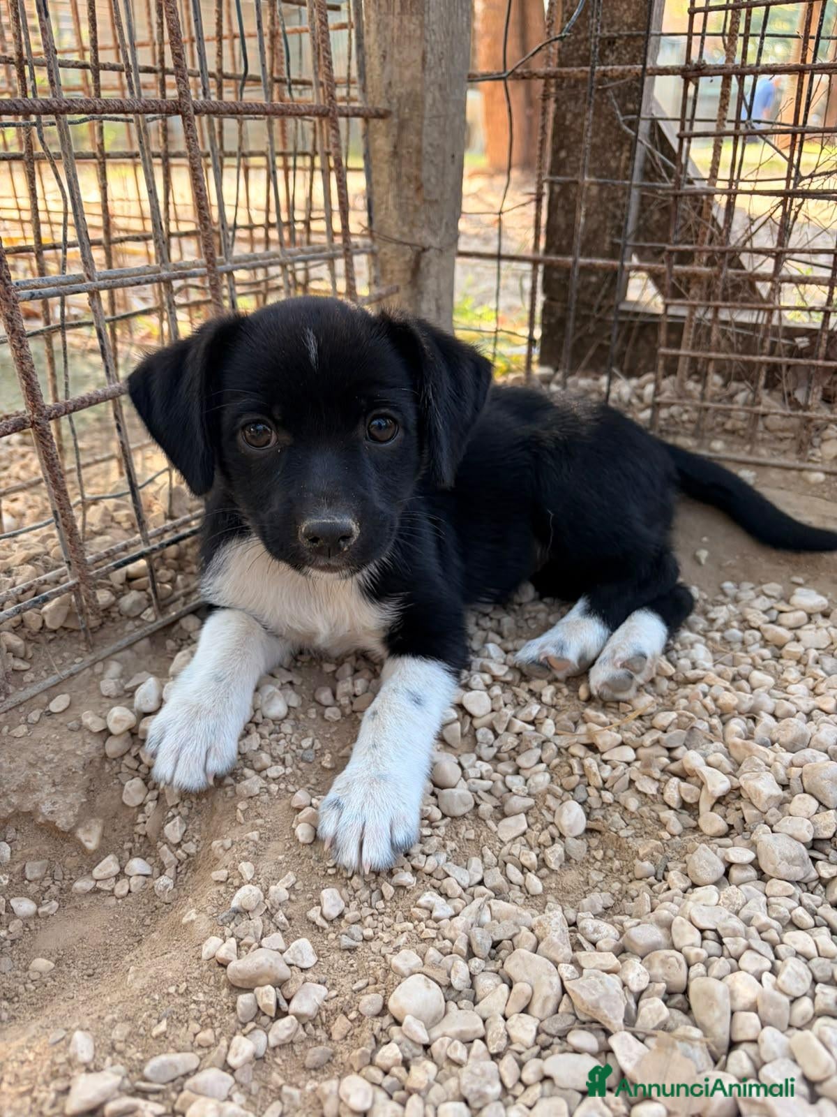 Meticcio cani LA TENERA KIRA - Annuncio 6