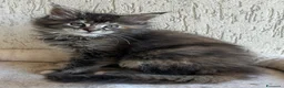 Maine Coon gatti in vendita: Maine Coon  - Annuncio 2