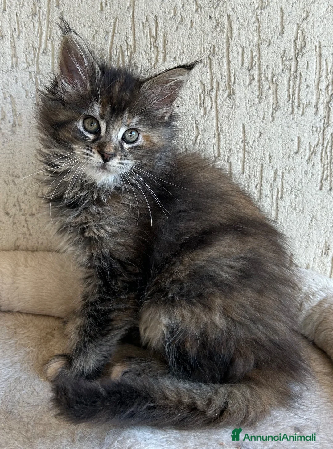 Maine Coon gatti in vendita: Maine Coon  - Annuncio 2