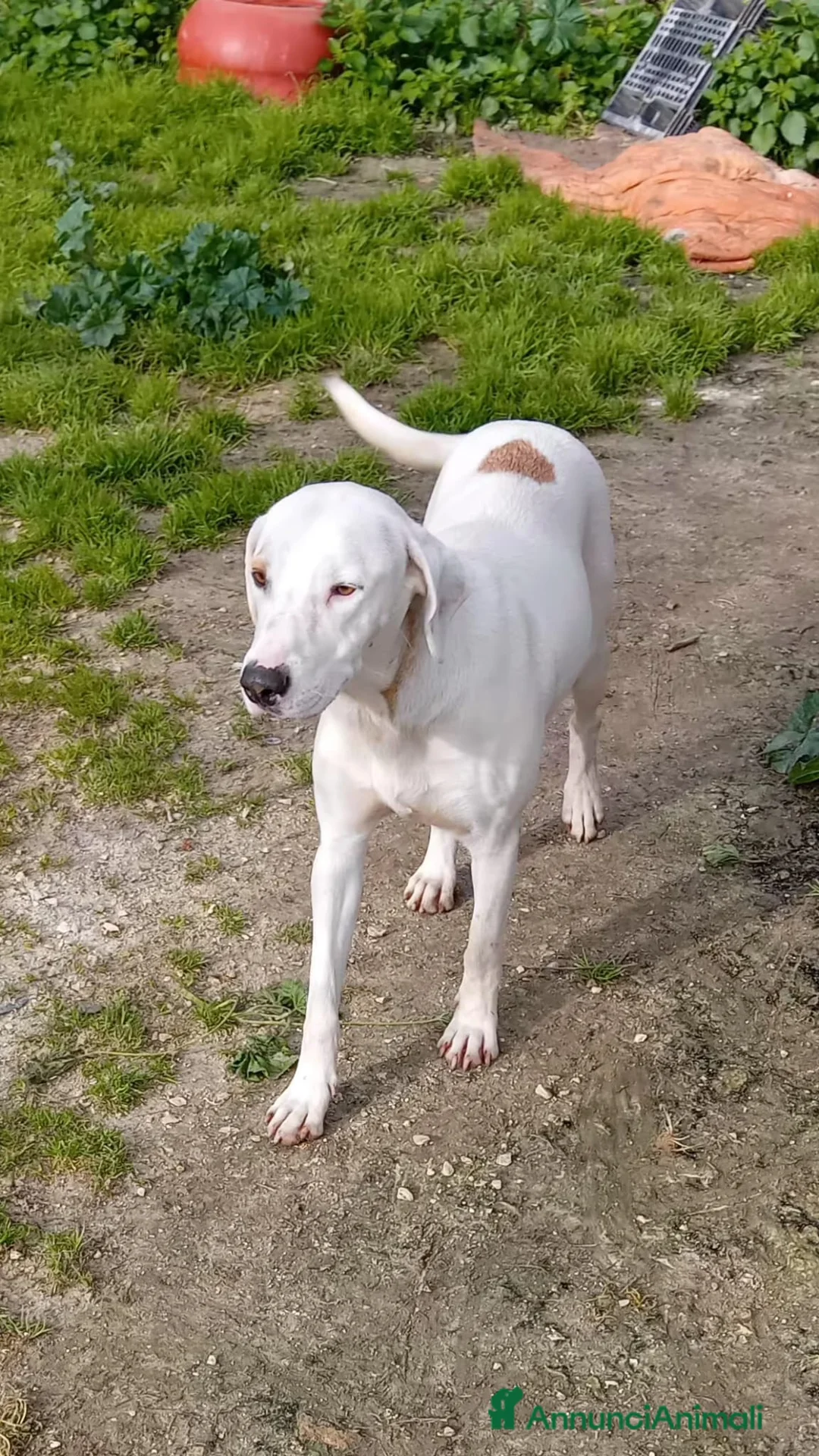 Altre razze cani in regalo: candy - Annuncio 1