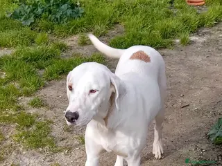 Altre razze cani candy - Annuncio 3