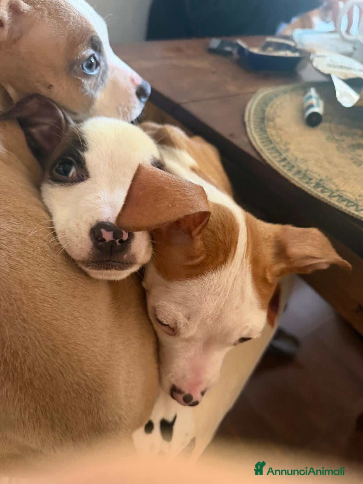 Altre razze cani cuccioli di Amstaff - Annuncio 10