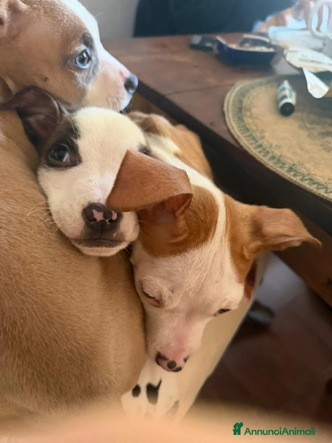 Altre razze cani in regalo: cuccioli di Amstaff a Provincia di Vicenza - Annuncio 1