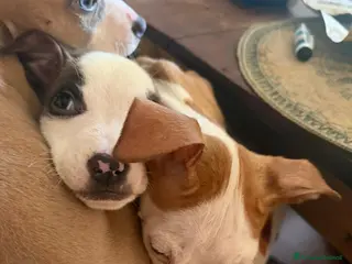 Altre razze cani cuccioli di Amstaff - Annuncio 10