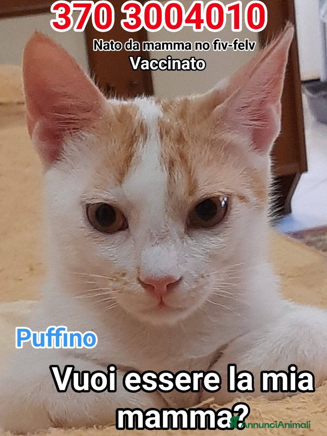 Europeo gatti in regalo: Micino bellissimo rosso/ bianco SOS CASA ROMA  - Annuncio 3