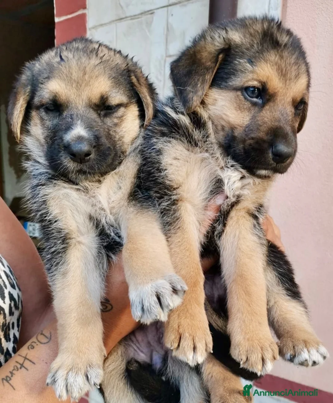 Meticcio cani in regalo: Cuccioli 2 mesi incrocio pastore tedesco  - Annuncio 6