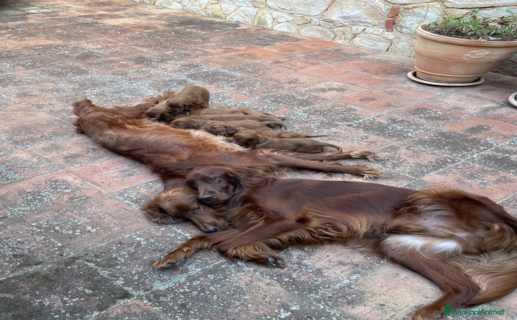 Setter Irlandese cani a Città metropolitana di Palermo - Annuncio 3