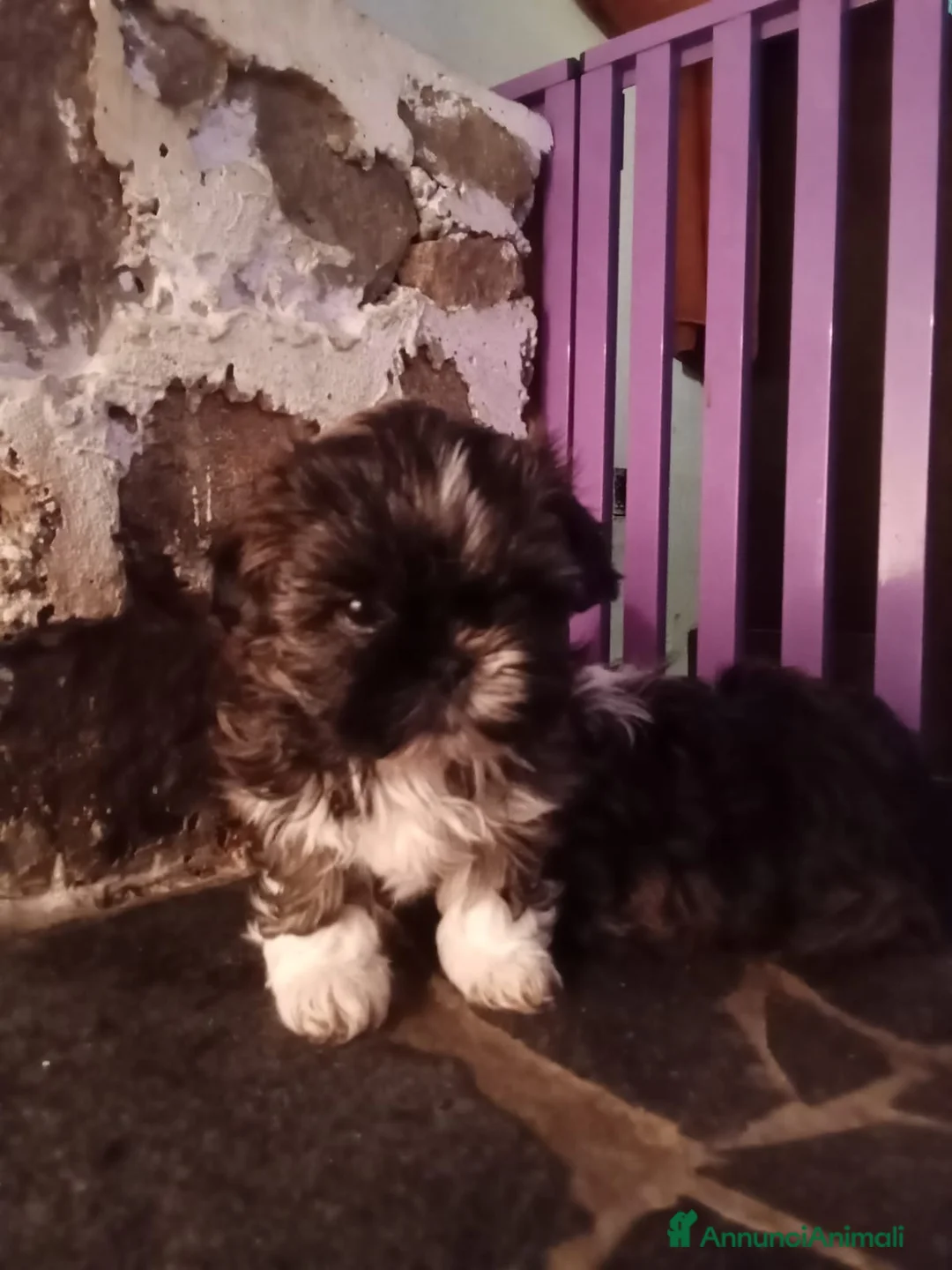 Shih Tzu cani in vendita: Splendidi cuccioli di Shitzu  - Annuncio 2