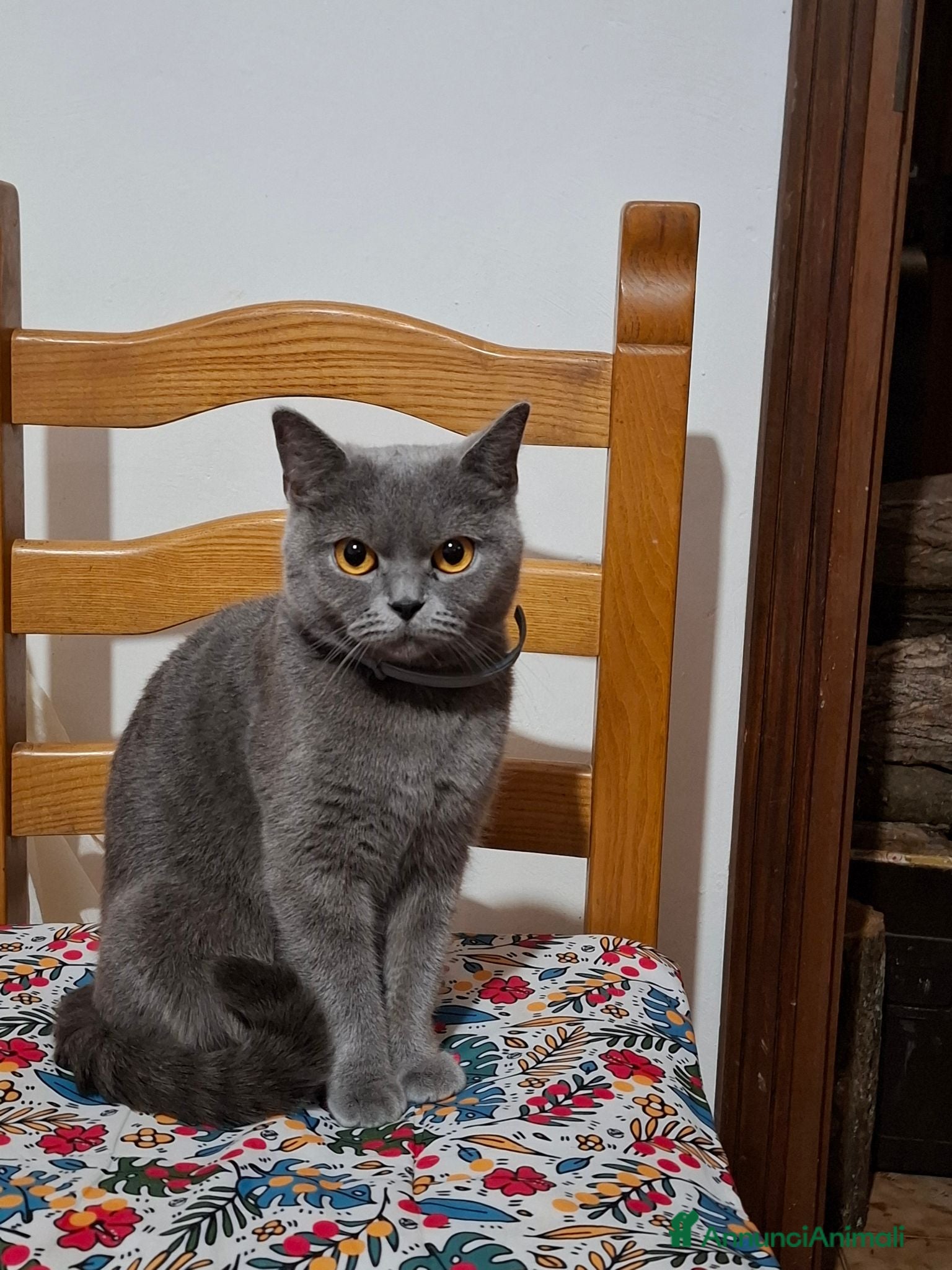 British gatti  maschi British Shorthair  - Annuncio 3