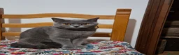 British gatti in vendita:  maschi British Shorthair  a Provincia di Asti - Annuncio 1