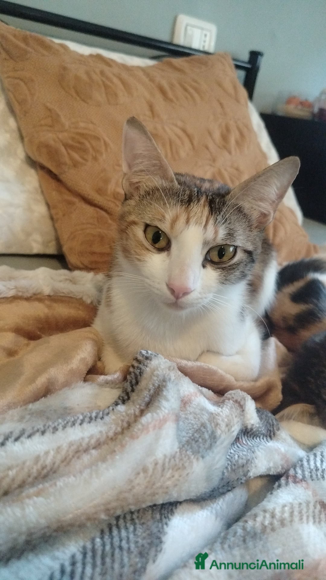 Europeo gatti in regalo: 4 gattini di 2 mesi - Immagine 6